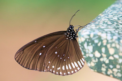 Euploea algea