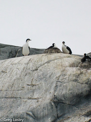 Leucocarbo bransfieldensis