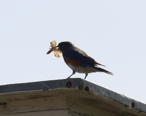 Eastern Bluebird photographed in Texas