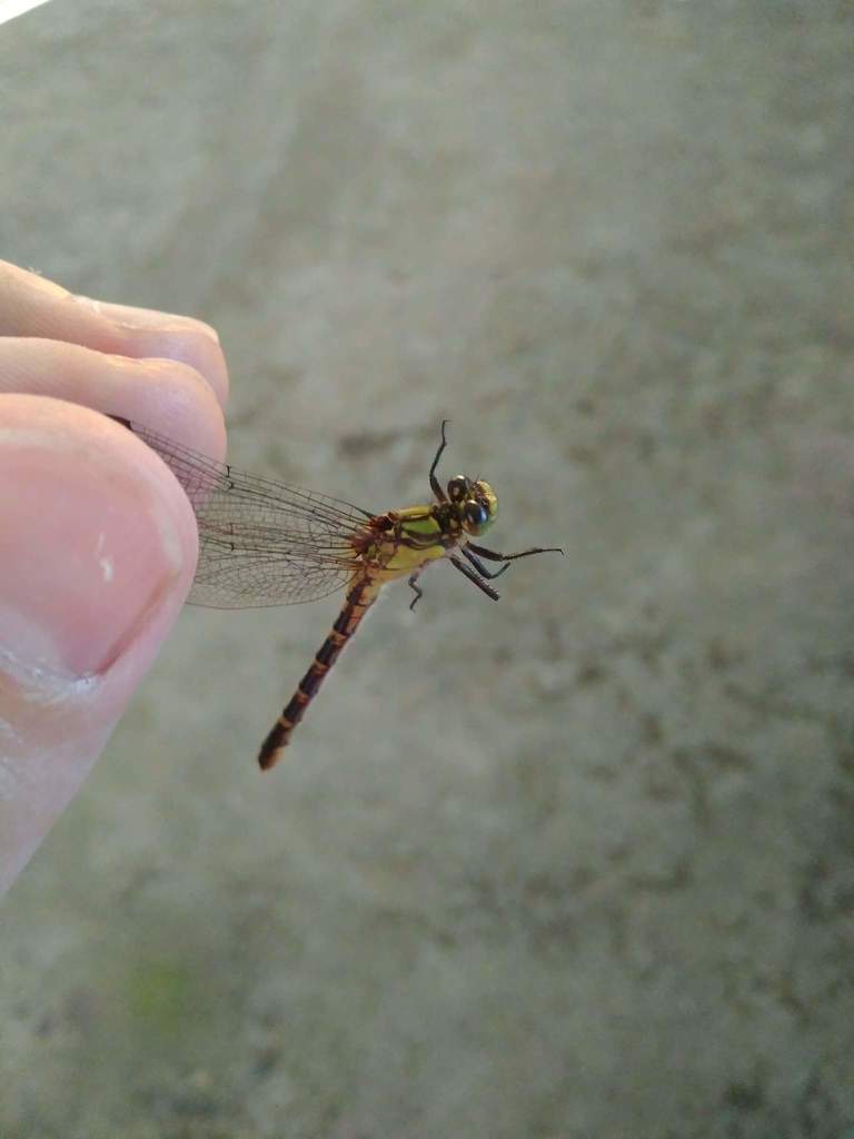 Neogomphus molestus