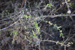 Galium nuttallii