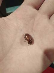 Melolonthinae
