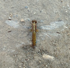 Erythrodiplax connata