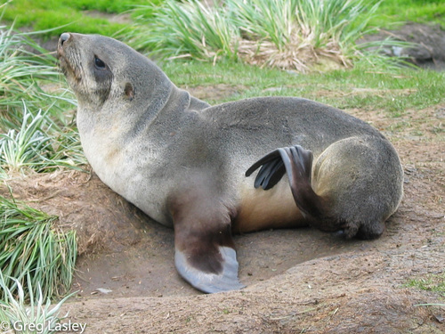 Antarctic Fur Seal, photo 8 of 8