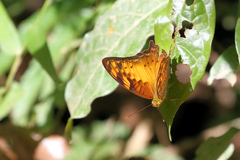 Vagrans sinha sinha