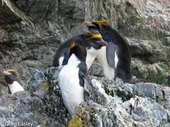 Macaroni Penguin photo 5