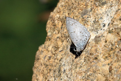 Celastrina lavendularis