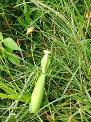 Rhombodera extensicollis