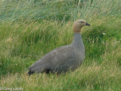 Chloephaga rubidiceps