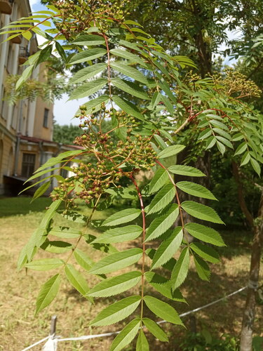 Sorbus commixta iNat (3)