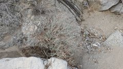 Eriogonum wrightii nodosum