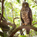 Powerful Owl - Photo (c) Kent Warner, some rights reserved (CC BY-NC), uploaded by Kent Warner