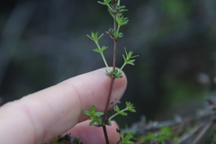 Galium nuttallii