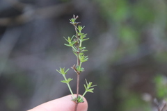 Galium nuttallii