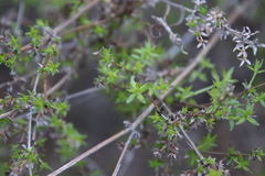 Galium nuttallii