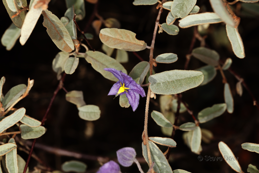 Fringed Fire-Bush