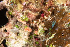 Corythoichthys amplexus