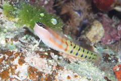 Ecsenius fijiensis