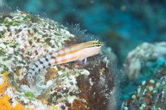 Ecsenius fijiensis
