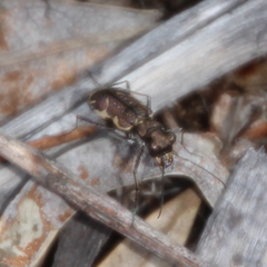 Neocicindela tuberculata