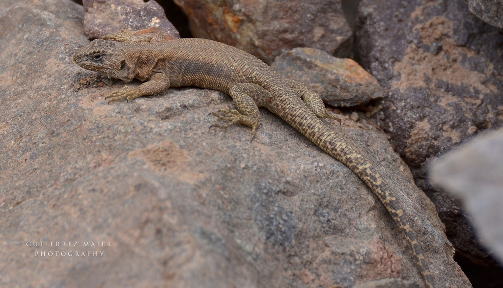 Baños Morales Smooth-throated Lizard
