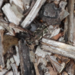 Neocicindela tuberculata