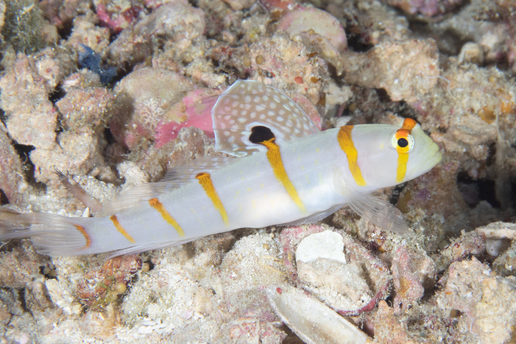 Randall's Prawn-Goby