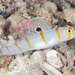 Sailfin Shrimpgoby - Photo (c) Mark Rosenstein, some rights reserved (CC BY-NC), uploaded by Mark Rosenstein