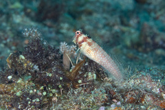 Crossosalarias macrospilus