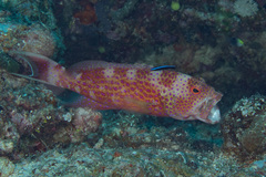 Variola albimarginata