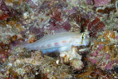 Gnatholepis cauerensis