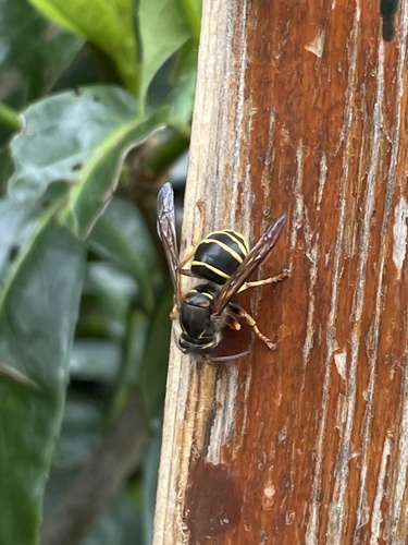 Dolichovespula media