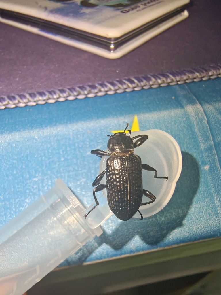 Derosphaerus from Fuzhou, CN-FJ, CN on June 29, 2023 at 06:14 PM by ...