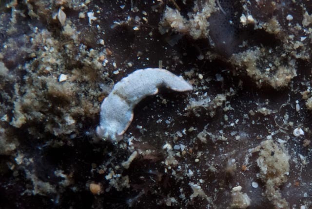 Dermatobranchus fasciatus