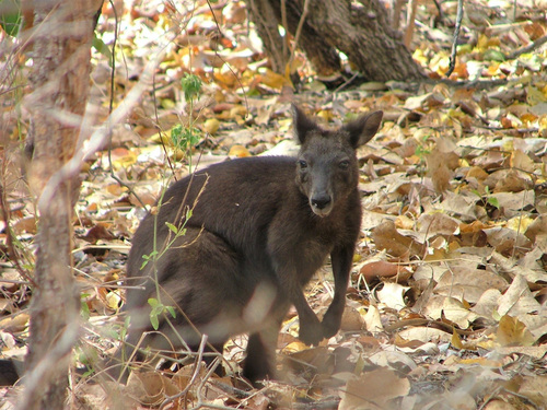 Black Wallaroo (Osphranter bernardus) — Near Threatened Mammalia