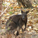 Black Wallaroo - Photo (c) Anthony Katon, some rights reserved (CC BY-NC), uploaded by Anthony Katon