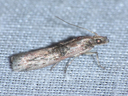 Nephopterix angustella