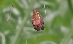 Cyrtophora exanthematica