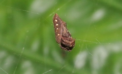 Cyrtophora exanthematica