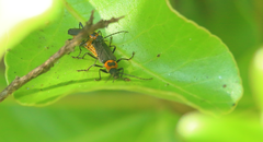 Chauliognathus bimaculicollis