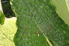 Cyrtophora exanthematica