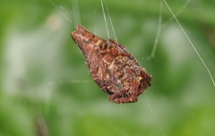 Cyrtophora exanthematica