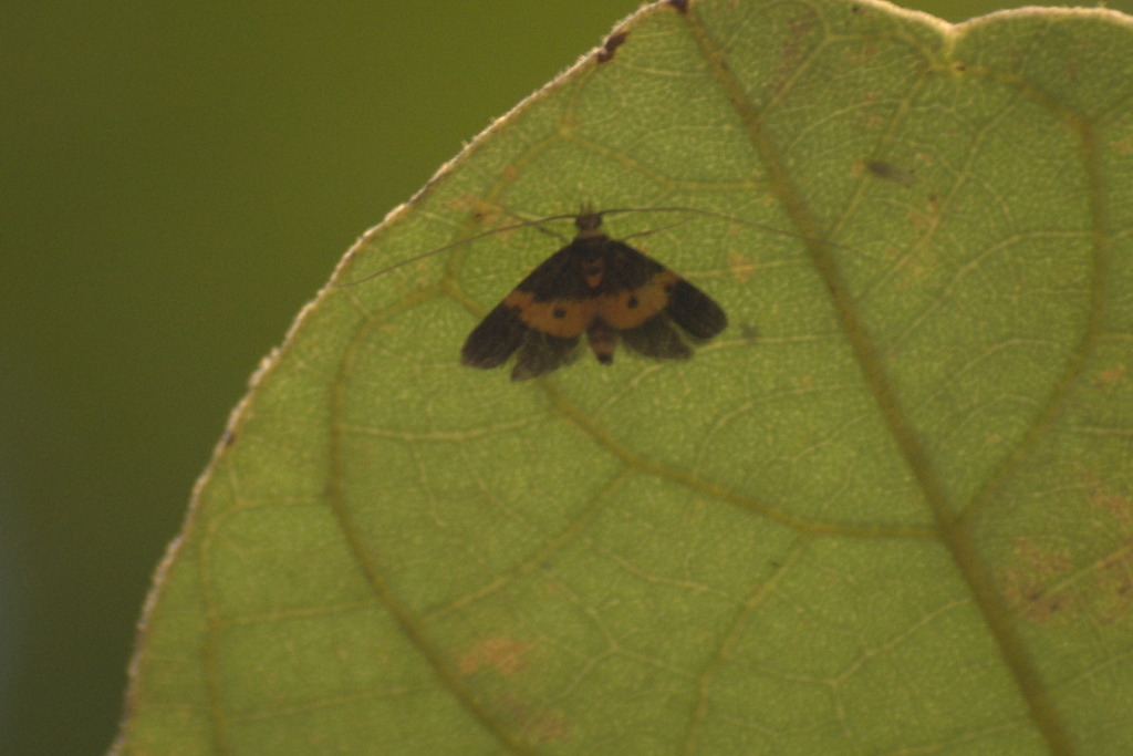 Pacificulla cervicalis