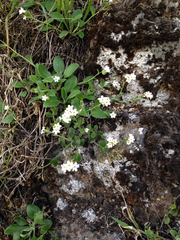 Myosotis lytteltonensis