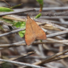 Uresiphita polygonalis