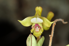 Polystachya spatella image