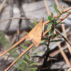 Uresiphita polygonalis