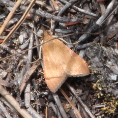 Uresiphita polygonalis