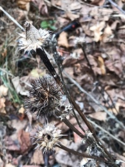 Purple coneflower