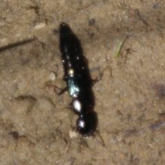 Thyreocephalus